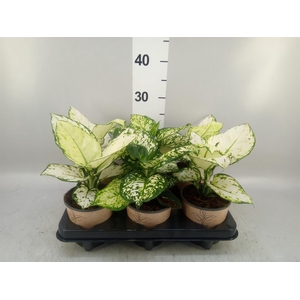 Aglaonema   ...