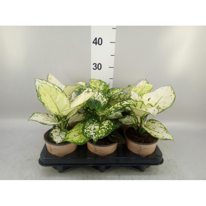 <h4>Aglaonema   ...</h4>