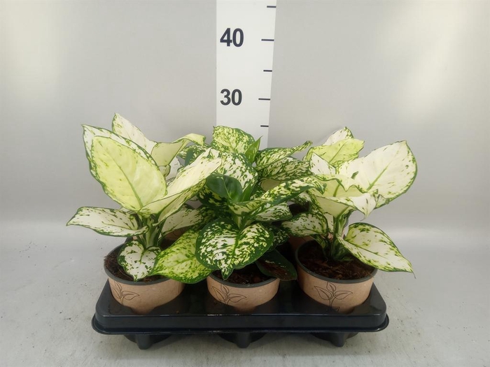 <h4>Aglaonema   ...</h4>