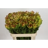 Leucadendron Goldstrike