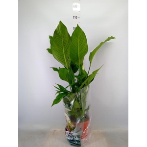 Spathiphyllum  'Sweet Lauretta'