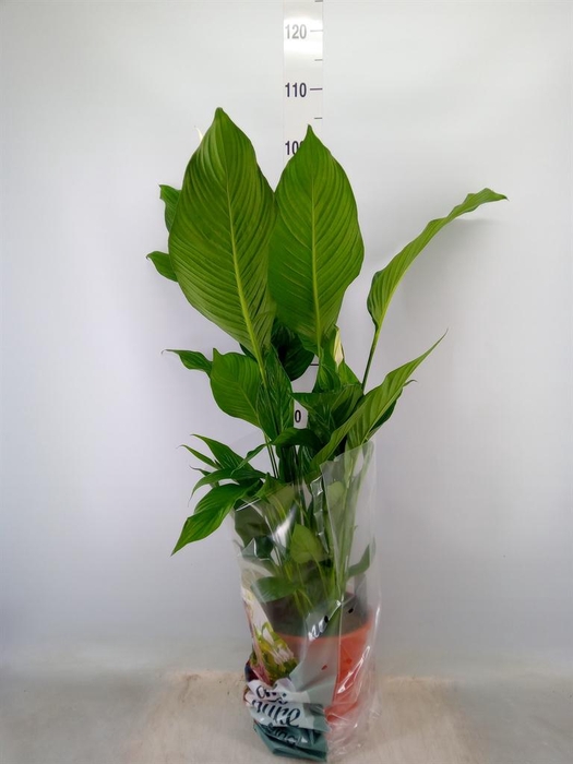 <h4>Spathiphyllum  'Sweet Lauretta'</h4>