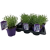 Lavandula angustifolia 'Essence Purple'