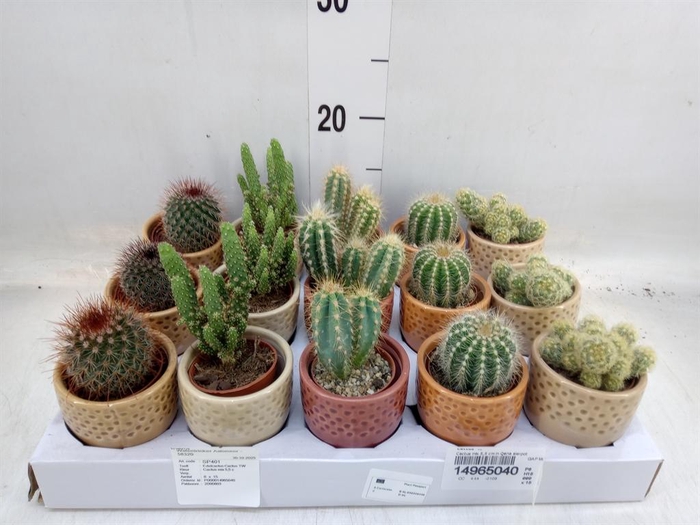 <h4>Cactus   ...</h4>