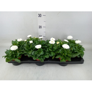 Bellis perennis 'Roggli White'