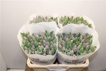 <h4>Tu En Saigon</h4>