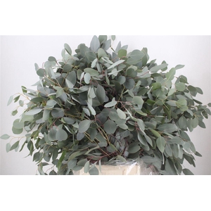 Euca Populus 300gr P Bunch