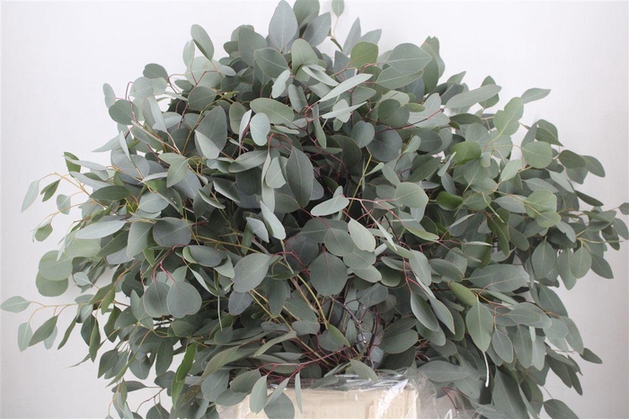 <h4>Euca Populus 300gr P Bunch</h4>