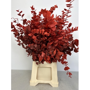 GESTABILISEERD EUC STUARTIANA ROOD FERRARI