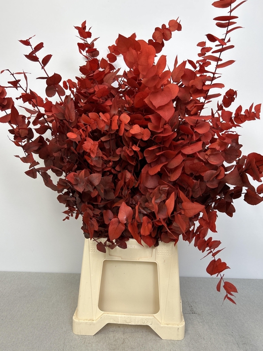 <h4>GESTABILISEERD EUC STUARTIANA ROOD FERRARI</h4>