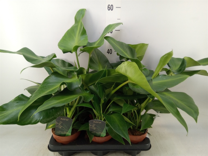 <h4>Planten  ..mix</h4>