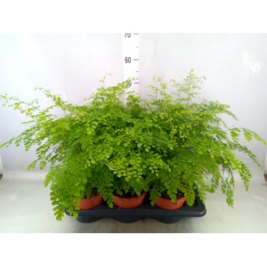 Adiantum raddi. 'Fragrans'