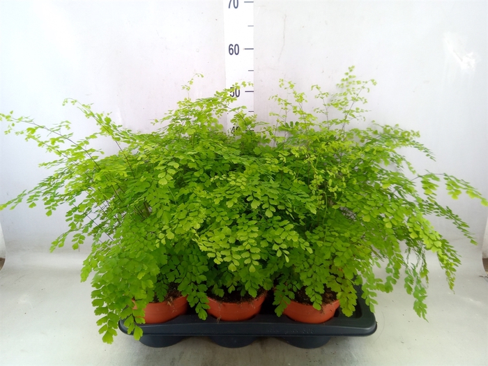 <h4>Adiantum raddi. 'Fragrans'</h4>