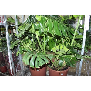MONSTERA DELICIOSA P48