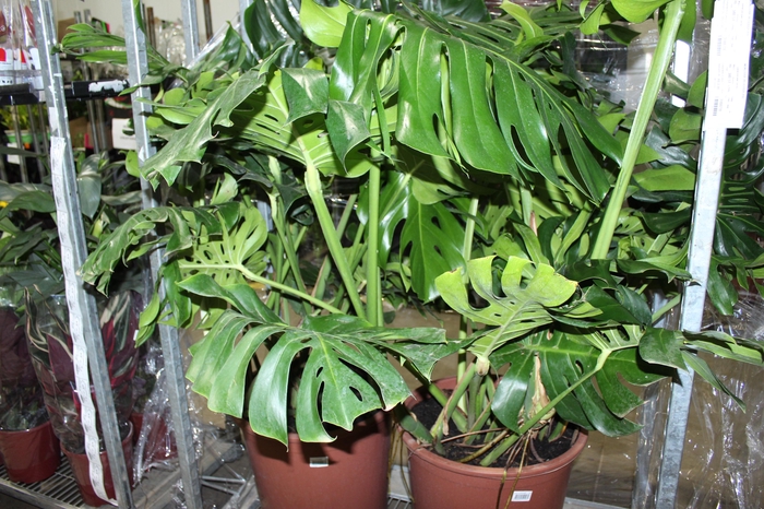 <h4>MONSTERA DELICIOSA P48</h4>