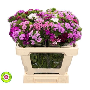 Dianthus Br Am Mix Rainbow