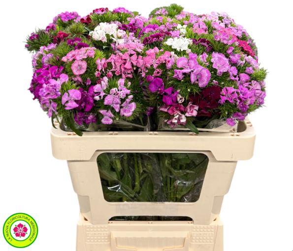 <h4>Dianthus Br Am Mix Rainbow (min 27x100)</h4>