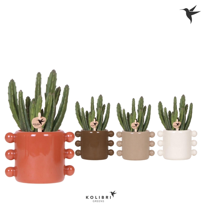 <h4>Kolibri Greens Stapelia Leendertziae in Boho pot mix</h4>