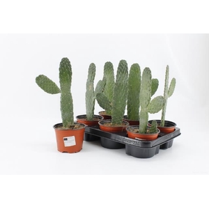 Opuntia (Schijfcactus) (Cites) 12Ø 30cm