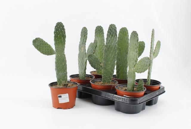 Opuntia (Schijfcactus) (Cites) 12Ø 30cm