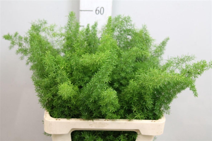 <h4>Asp Dens Myers</h4>