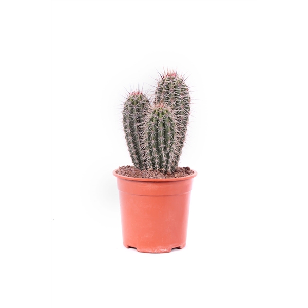 <h4>Pachycereus pringlei 21 cm</h4>