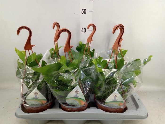 <h4>Epiphyllum ...</h4>