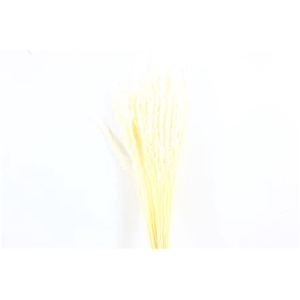 Dried Erba Cristina Bleached Bunch