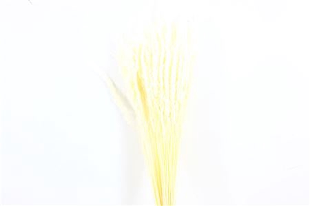 <h4>Dried Erba Cristina Bleached Bunch</h4>