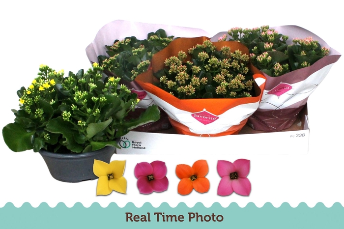 <h4>KAL EN GEM 4 KL</h4>