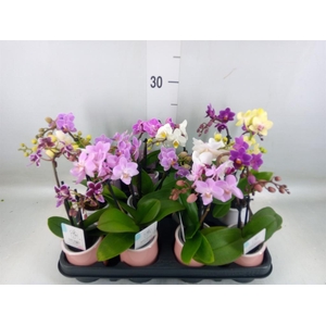 Phalaenopsis   ...mini