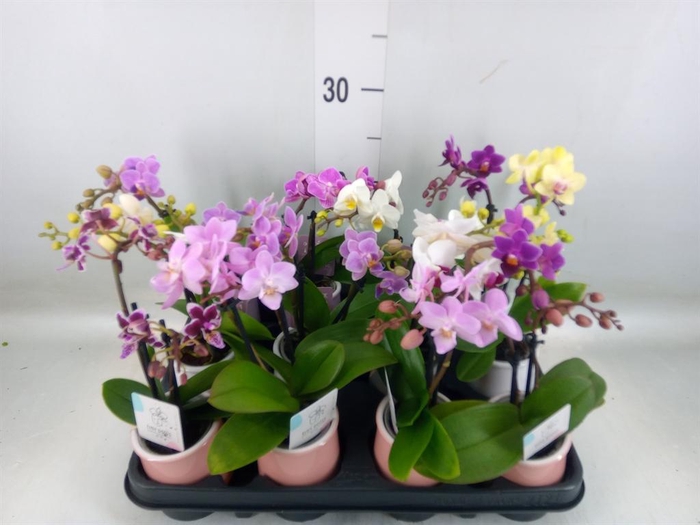 <h4>Phalaenopsis   ...mini</h4>