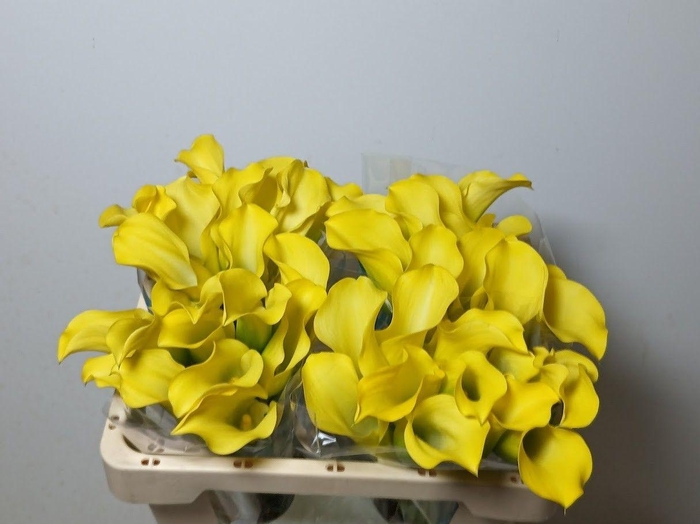 <h4>ZANT ALICE SPRINGS</h4>