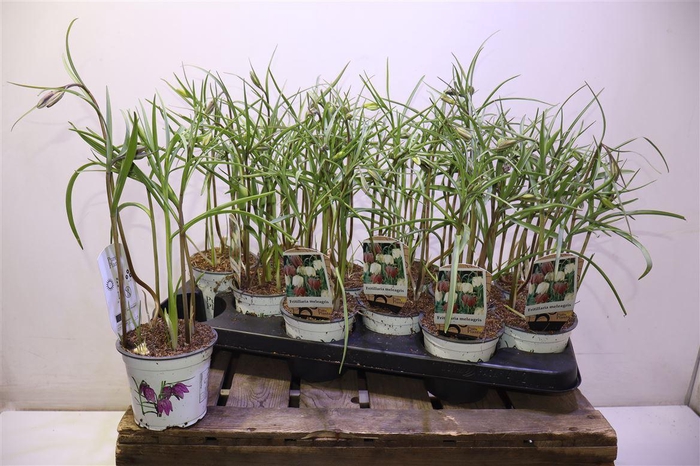 <h4>arr8 Frit Meleagris</h4>