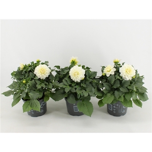 Dahlia Dalina Maxi Lopez