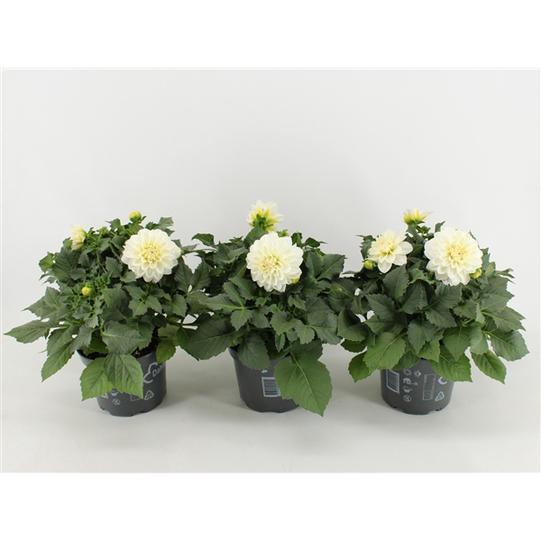 <h4>Dahlia Dalina Maxi Lopez</h4>