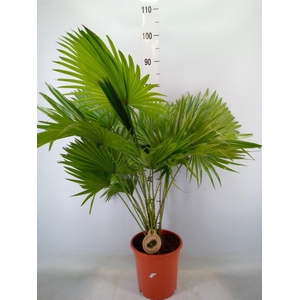 Livistona rotundifolia