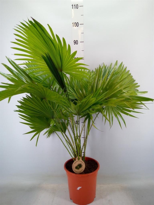 <h4>Livistona rotundifolia</h4>