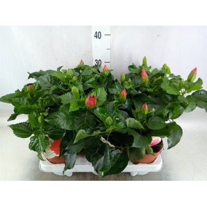 Hibiscus rosa-sin. 'Sunny'  ..mix