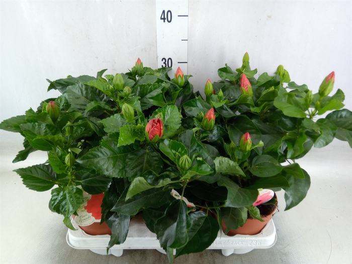 <h4>Hibiscus rosa-sin. 'Sunny'  ..mix</h4>