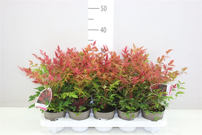 <h4>Nandina Domestica 'obsessed'</h4>