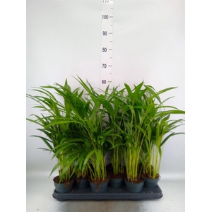 Dypsis lutescens   ...Chrysalidoca