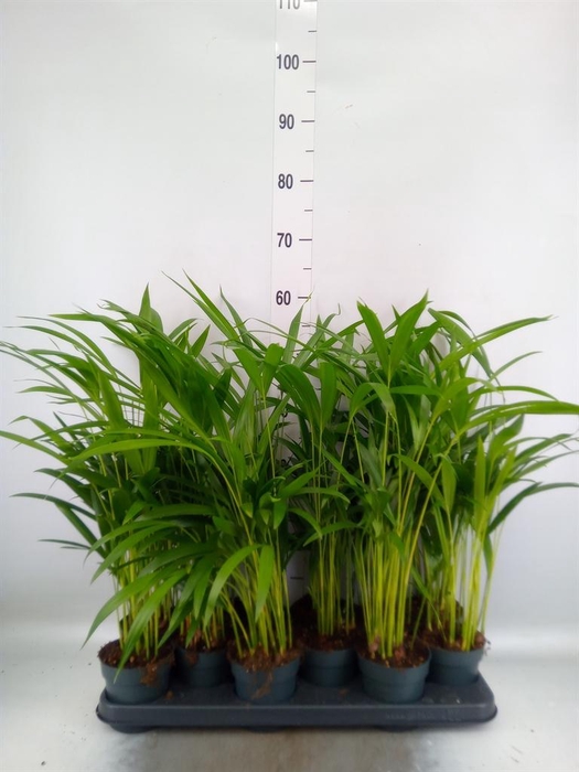<h4>Dypsis lutescens   ...Chrysalidoca</h4>