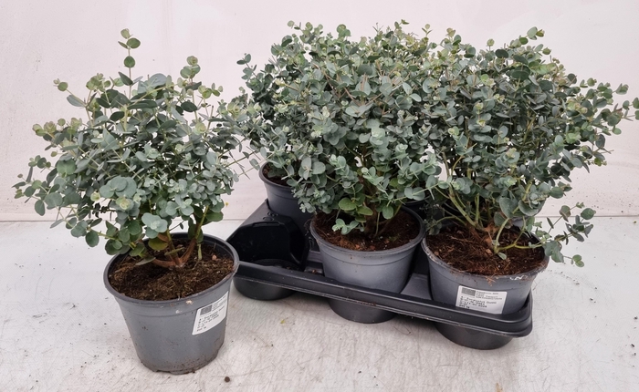 <h4>EUCAL GUNNII</h4>