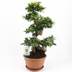 Ficus Mi Ginseng