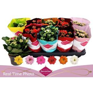 KAL GE PERF GEM 6 KL