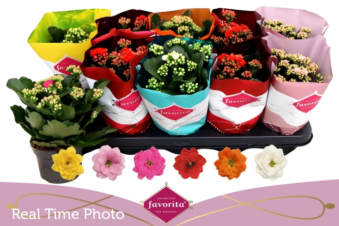 <h4>KAL GE PERF GEM 6 KL</h4>