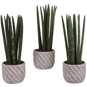 Sansevieria Cylindrica Straight 10 Leaf in Ø15cm Ceramic NT668