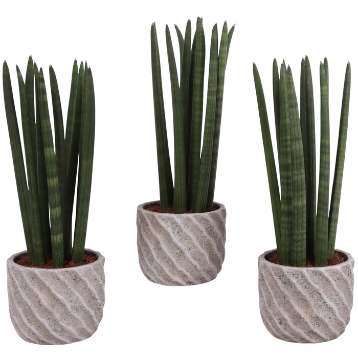 <h4>Sansevieria Cylindrica Straight 10 Leaf in Ø15cm Ceramic NT668</h4>