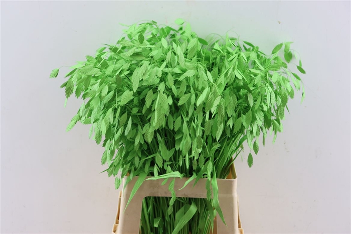 Dried Chasmantium Applegren P Stem